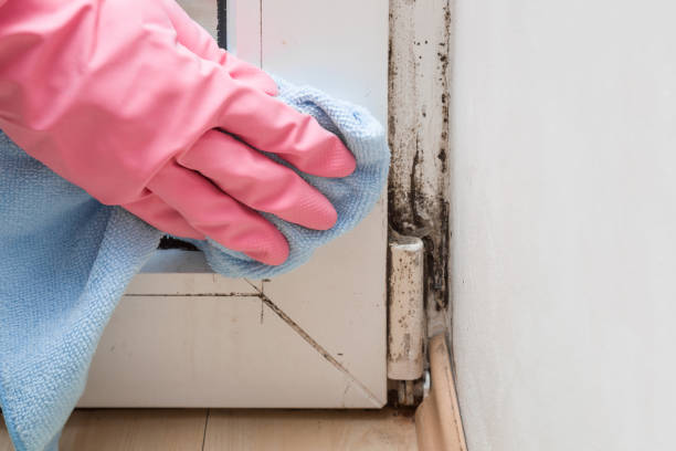 Best Post-Flood Mold Remediation in Lake Clarke Shores, FL