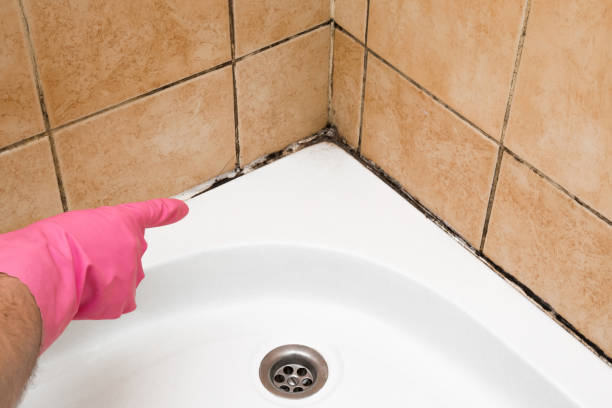 Best Basement Mold Remediation in Lake Clarke Shores, FL