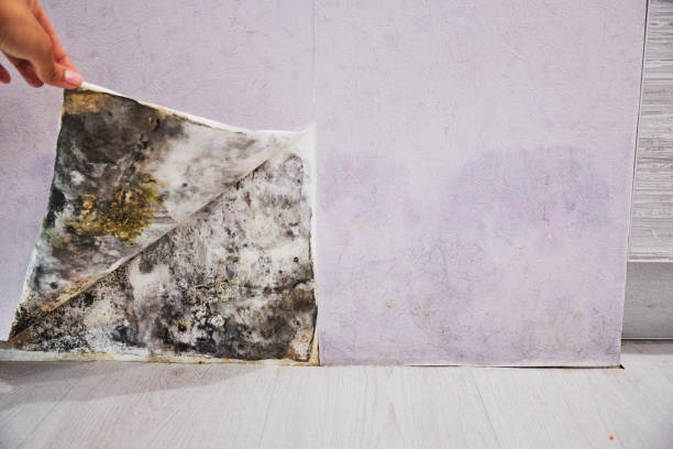 Best DIY Mold Remediation Support Services in Lake Clarke Shores, FL